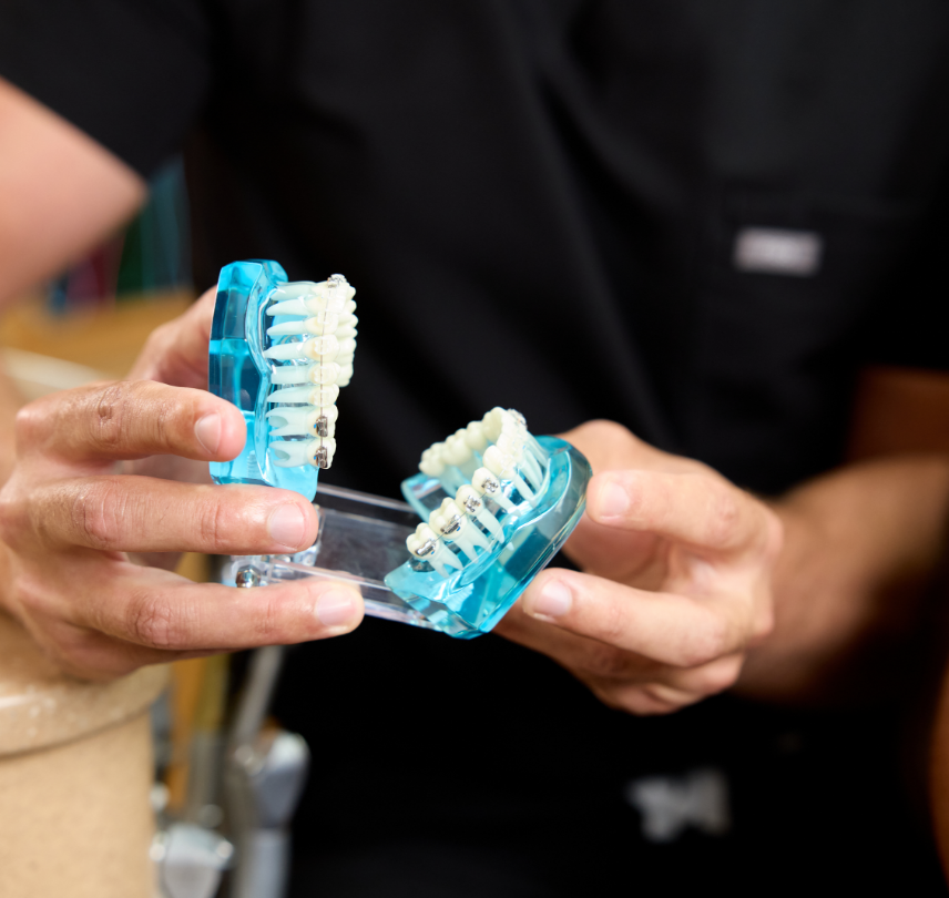 hands holding dental example